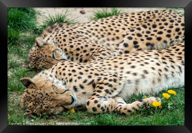 Two Cheetah Cats sleeping in the grass, Acinonyx Jubatus. Framed Print by Lubos Chlubny