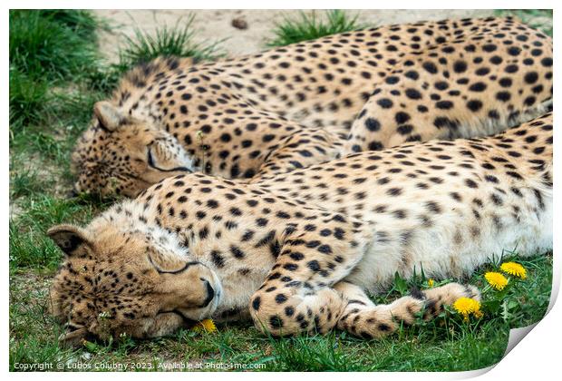 Two Cheetah Cats sleeping in the grass, Acinonyx Jubatus. Print by Lubos Chlubny