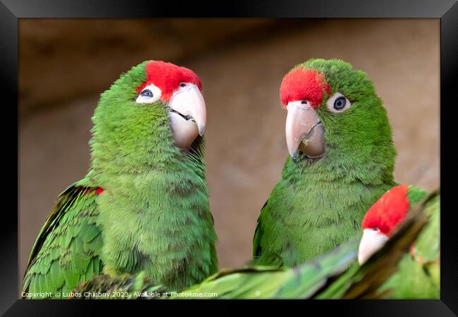 Group of parrots (Psittacara frontatus). Green parrots. Framed Print by Lubos Chlubny