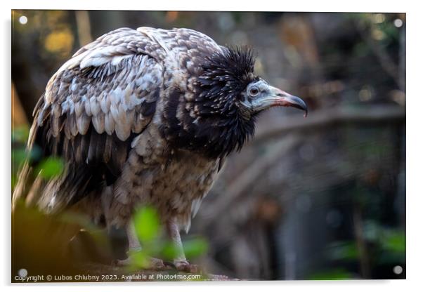 Young egyptian vulture (Neophron percnopterus) with brown feathers Acrylic by Lubos Chlubny