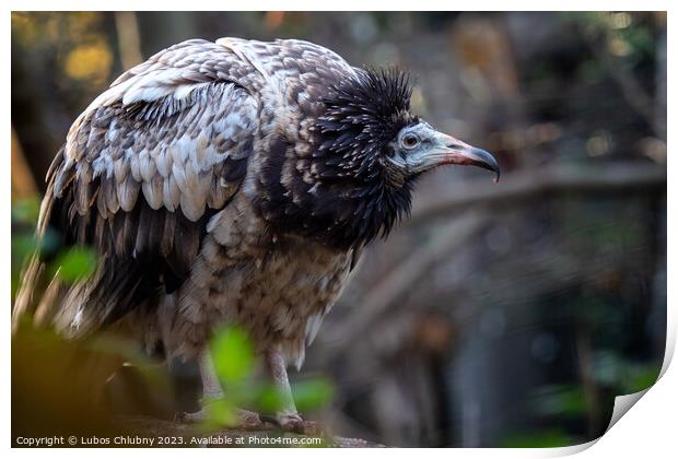 Young egyptian vulture (Neophron percnopterus) with brown feathers Print by Lubos Chlubny