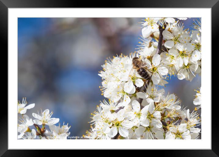 Honey bee collecting pollen from flowers. Spring n Framed Mounted Print by Lubos Chlubny