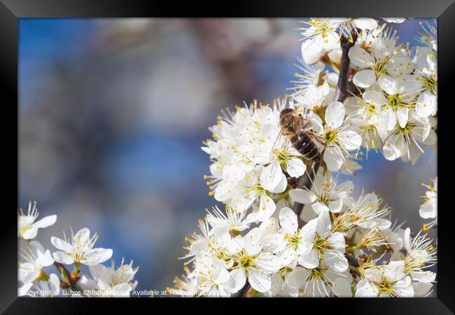 Honey bee collecting pollen from flowers. Spring n Framed Print by Lubos Chlubny