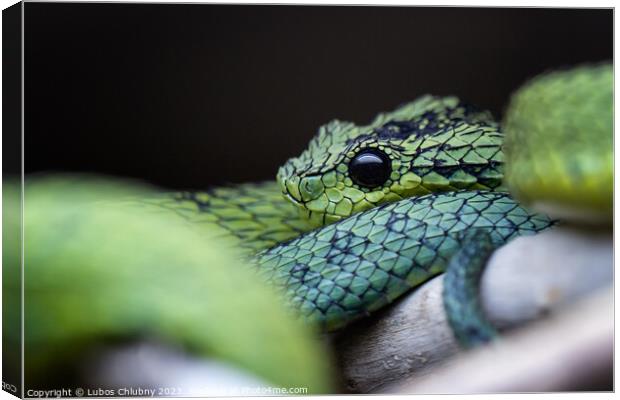 Great Lakes bush viper (Atheris nitschei) is twisted around the branch. Canvas Print by Lubos Chlubny