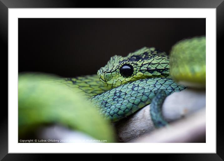 Great Lakes bush viper (Atheris nitschei) is twisted around the branch. Framed Mounted Print by Lubos Chlubny