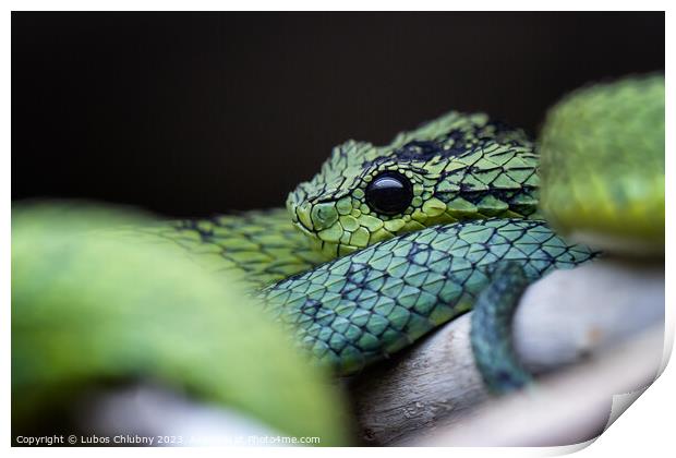 Great Lakes bush viper (Atheris nitschei) is twisted around the branch. Print by Lubos Chlubny