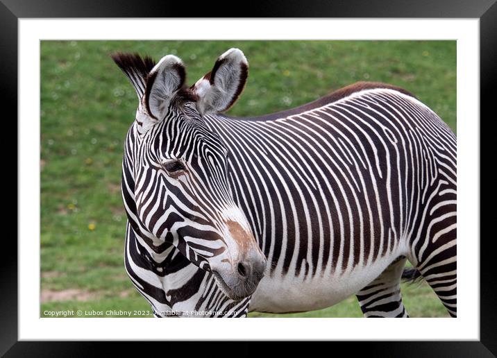 Grevy's zebra (Equus grevyi) grazing on green grass Framed Mounted Print by Lubos Chlubny