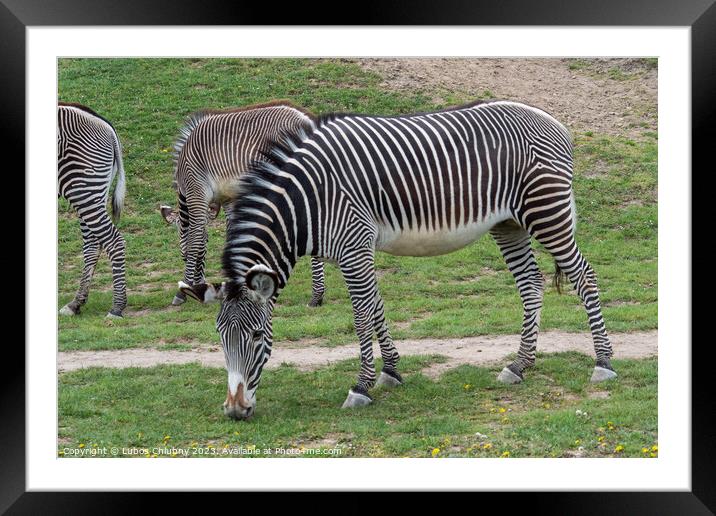 Herd of The Grevy's zebra (Equus grevyi) grazing on green grass Framed Mounted Print by Lubos Chlubny