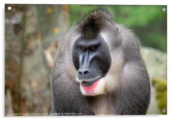 Portrait of Drill monkey, Mandrillus leucophaeus Acrylic by Lubos Chlubny