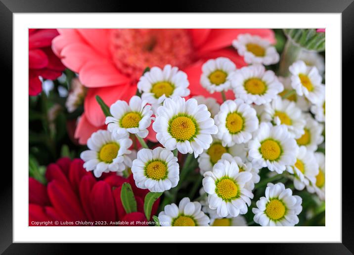 Nice bouquet isolated on white background Framed Mounted Print by Lubos Chlubny