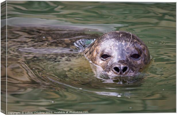 Harbor Seal (Phoca vitulina) with his head above green water Canvas Print by Lubos Chlubny