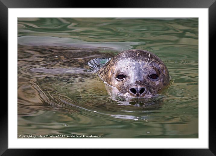 Harbor Seal (Phoca vitulina) with his head above green water Framed Mounted Print by Lubos Chlubny
