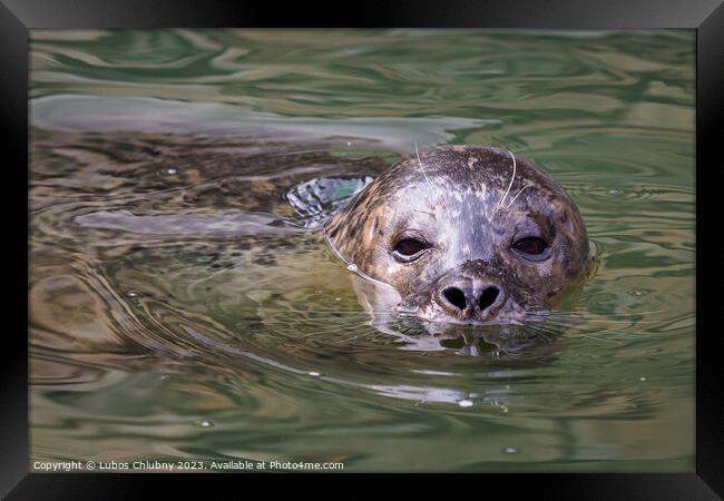 Harbor Seal (Phoca vitulina) with his head above green water Framed Print by Lubos Chlubny