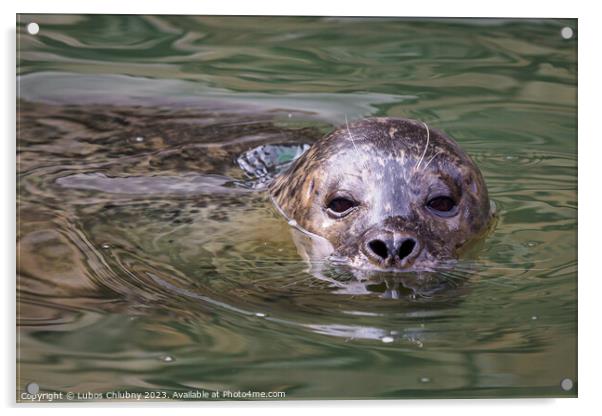Harbor Seal (Phoca vitulina) with his head above green water Acrylic by Lubos Chlubny
