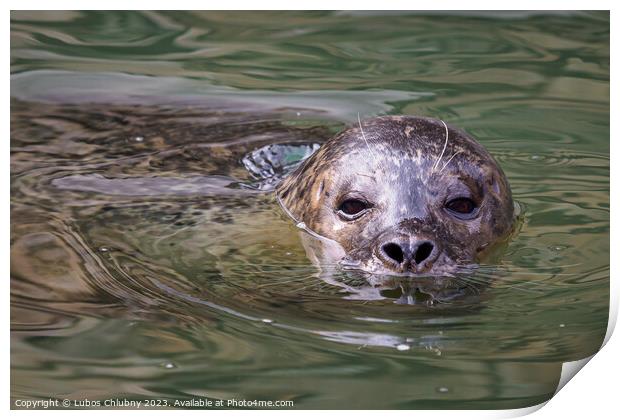 Harbor Seal (Phoca vitulina) with his head above green water Print by Lubos Chlubny