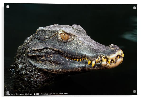 Head of a crocodile (Paleosuchus palpebrosus). Dwarf Caiman. Acrylic by Lubos Chlubny