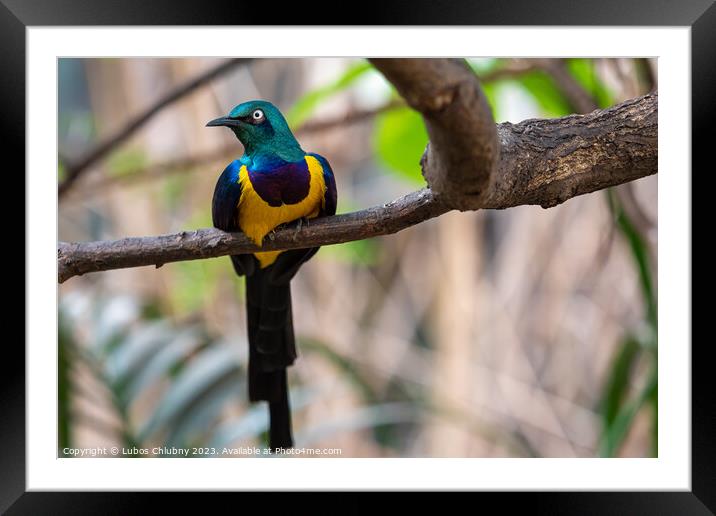 Golden breasted Starling, Cosmopsarus regius, Glossy Starling sitting on the tree branch. Beautiful shiny bird in the green forest. Framed Mounted Print by Lubos Chlubny