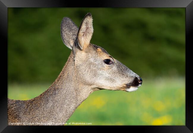 Roe deer in grass, Capreolus capreolus. Wild roe deer in nature. Framed Print by Lubos Chlubny