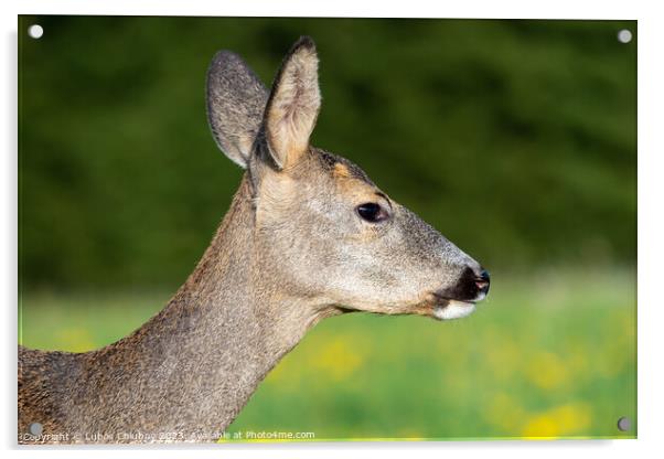 Roe deer in grass, Capreolus capreolus. Wild roe deer in nature. Acrylic by Lubos Chlubny