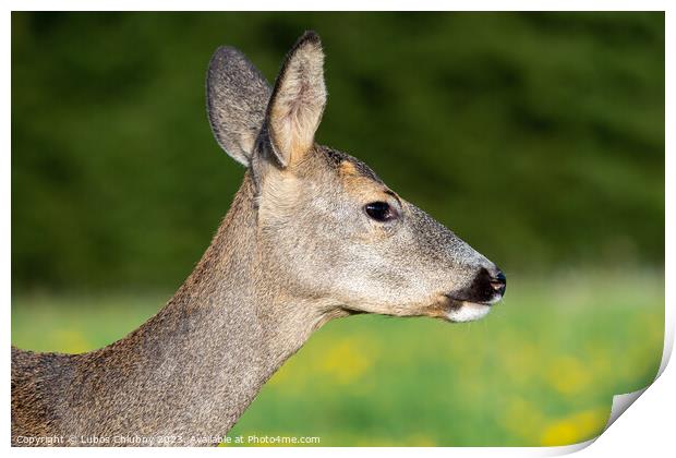 Roe deer in grass, Capreolus capreolus. Wild roe deer in nature. Print by Lubos Chlubny