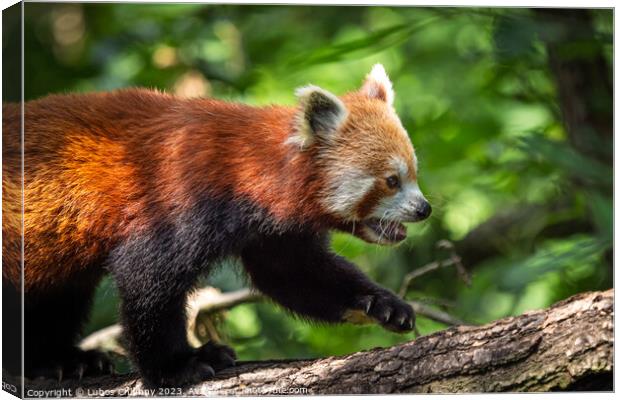 Red panda (Ailurus fulgens) on the tree. Cute panda bear in forest habitat. Canvas Print by Lubos Chlubny
