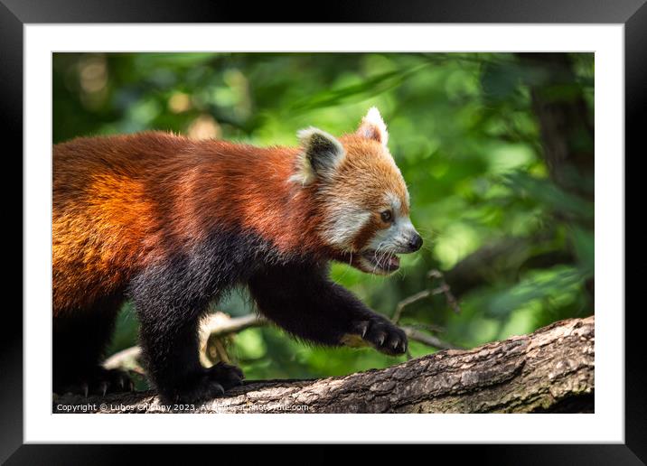 Red panda (Ailurus fulgens) on the tree. Cute panda bear in forest habitat. Framed Mounted Print by Lubos Chlubny