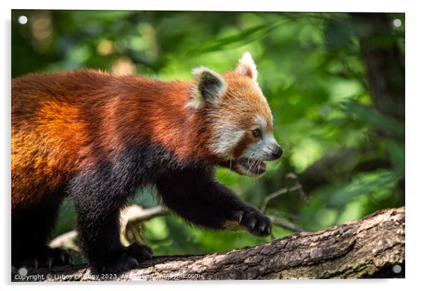Red panda (Ailurus fulgens) on the tree. Cute panda bear in forest habitat. Acrylic by Lubos Chlubny
