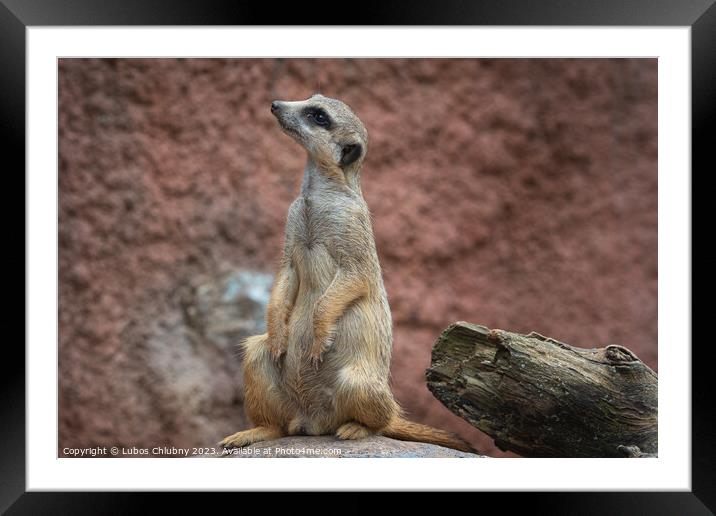 Suricata standing on a guard. Curious meerkat (Suricata suricatta). Framed Mounted Print by Lubos Chlubny