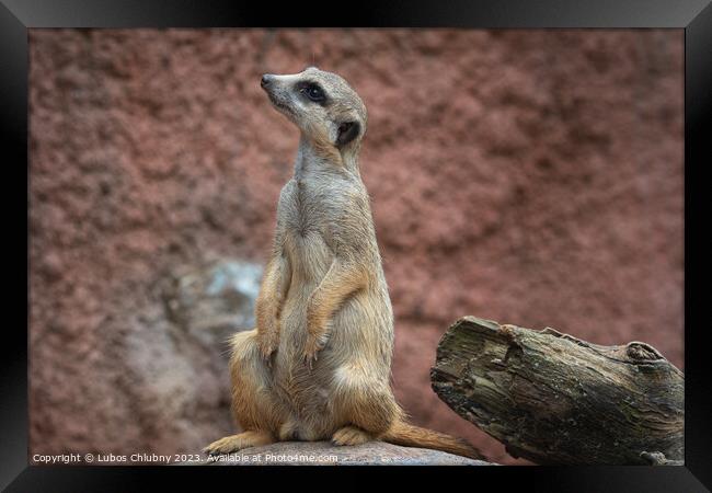 Suricata standing on a guard. Curious meerkat (Suricata suricatta). Framed Print by Lubos Chlubny