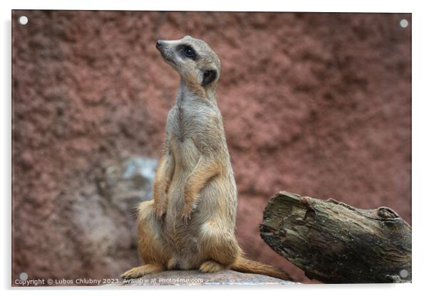 Suricata standing on a guard. Curious meerkat (Suricata suricatta). Acrylic by Lubos Chlubny
