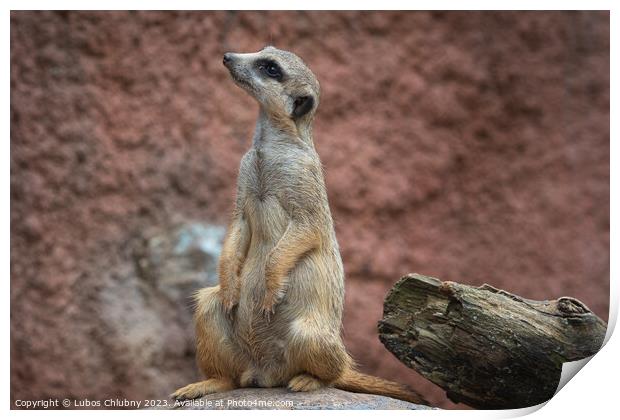 Suricata standing on a guard. Curious meerkat (Suricata suricatta). Print by Lubos Chlubny
