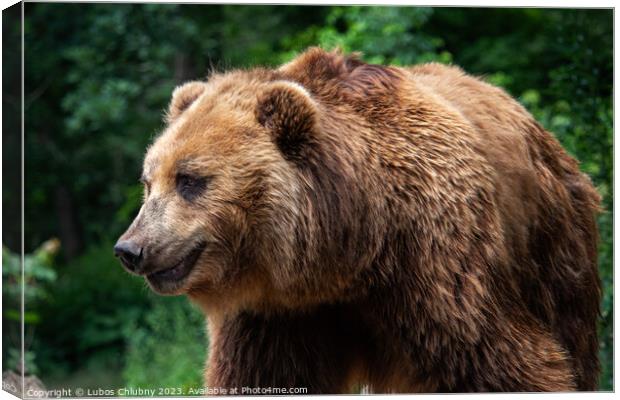 Kamchatka Brown bear (Ursus arctos beringianus). Brown fur coat, danger and aggresive animal. Big mammal from Russia. Canvas Print by Lubos Chlubny