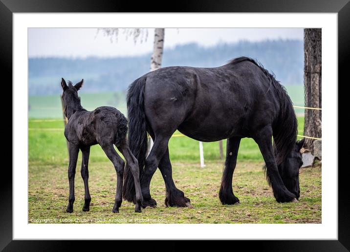 Black mare and foal in the pasture. Framed Mounted Print by Lubos Chlubny