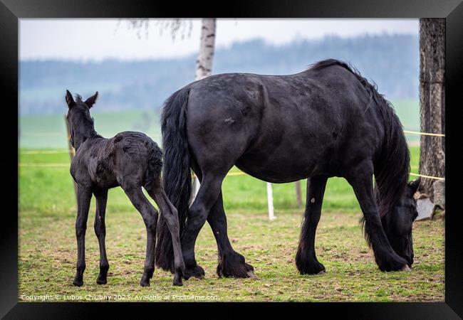 Black mare and foal in the pasture. Framed Print by Lubos Chlubny