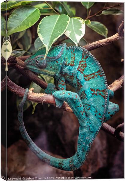 Panter Chameleon on a branch, furcifer pardalis Canvas Print by Lubos Chlubny
