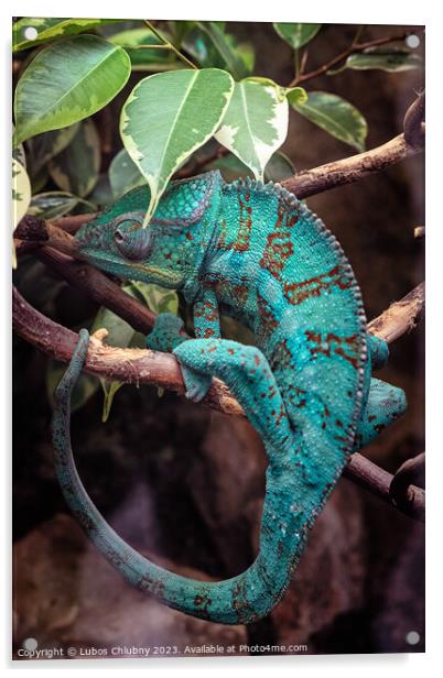 Panter Chameleon on a branch, furcifer pardalis Acrylic by Lubos Chlubny
