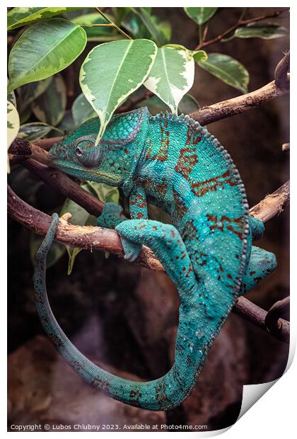 Panter Chameleon on a branch, furcifer pardalis Print by Lubos Chlubny
