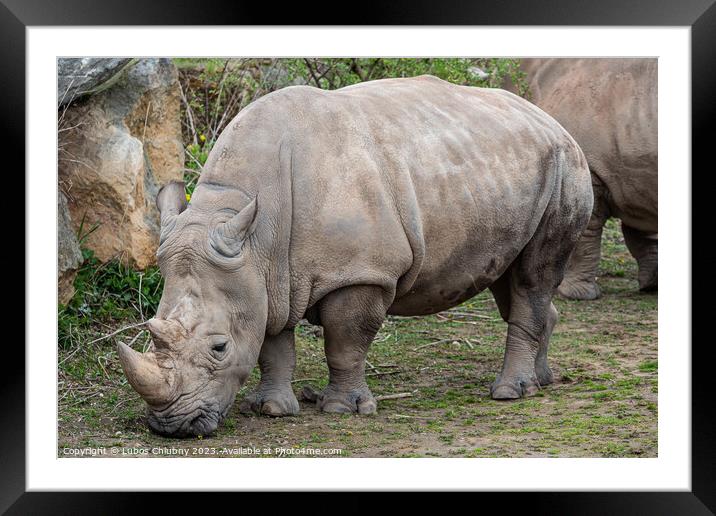 Southern white rhinoceros (Ceratotherium simum simum). Criticall Framed Mounted Print by Lubos Chlubny