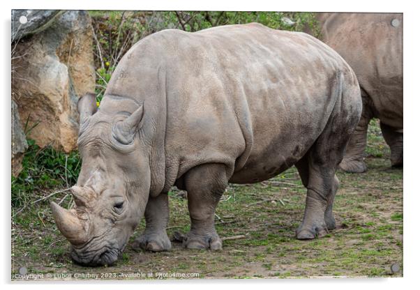 Southern white rhinoceros (Ceratotherium simum simum). Criticall Acrylic by Lubos Chlubny
