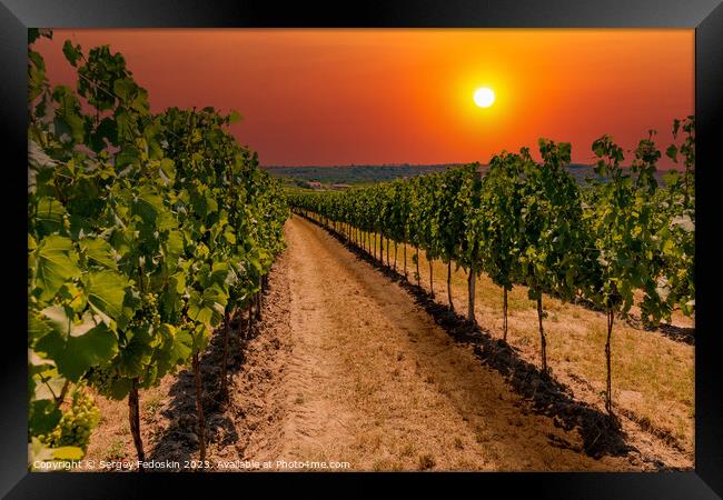 Rows of vineyard at sunset. Framed Print by Sergey Fedoskin