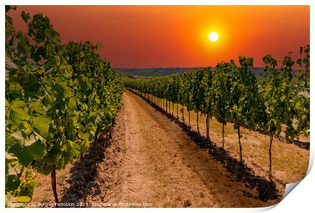 Rows of vineyard at sunset. Print by Sergey Fedoskin