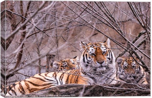 Siberian tiger with cub, Panthera tigris altaica Canvas Print by Lubos Chlubny