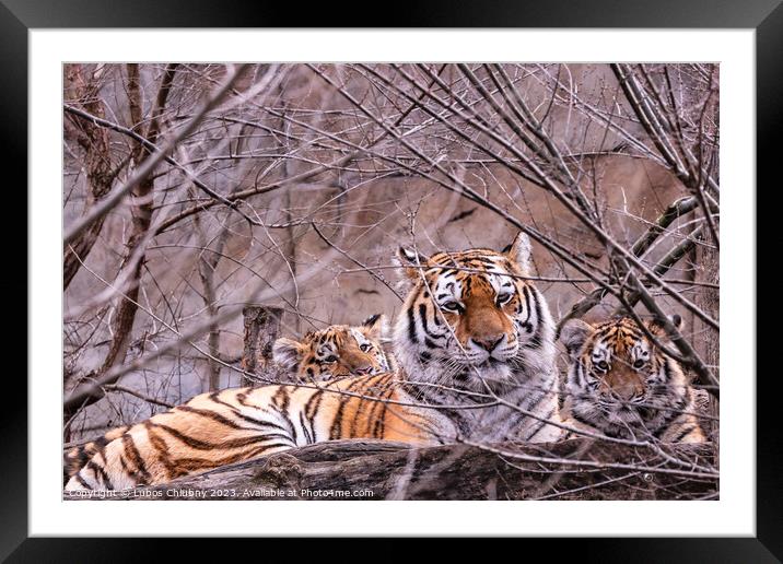 Siberian tiger with cub, Panthera tigris altaica Framed Mounted Print by Lubos Chlubny