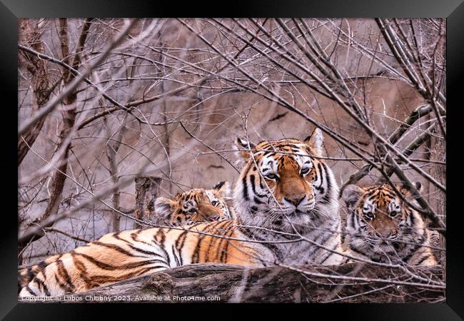 Siberian tiger with cub, Panthera tigris altaica Framed Print by Lubos Chlubny