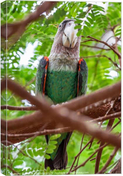 Cape parrot (Poicephalus robustus) exotic bird sitting on the tree Canvas Print by Lubos Chlubny