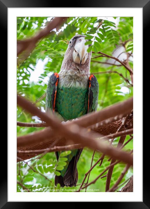 Cape parrot (Poicephalus robustus) exotic bird sitting on the tree Framed Mounted Print by Lubos Chlubny
