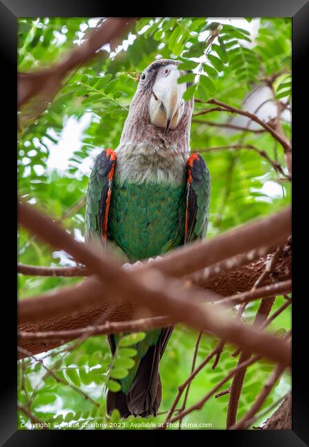 Cape parrot (Poicephalus robustus) exotic bird sitting on the tree Framed Print by Lubos Chlubny