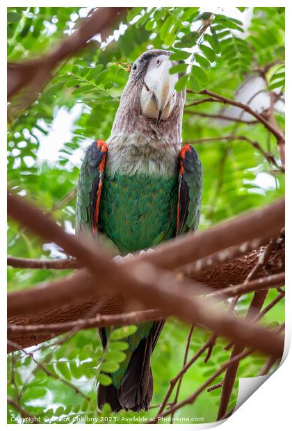 Cape parrot (Poicephalus robustus) exotic bird sitting on the tree Print by Lubos Chlubny