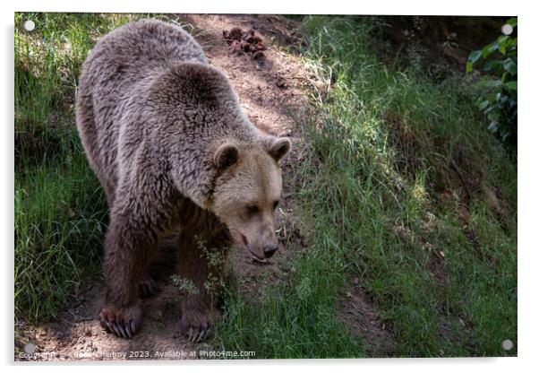 Brown bear (Ursus arctos) in the forest Acrylic by Lubos Chlubny