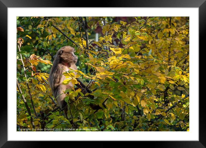 Gelada Baboon (Theropithecus gelada) the monkey on branch tree Framed Mounted Print by Lubos Chlubny